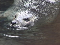 ¿Qué es un mamífero?: donde viven los mamíferos Instructional Video