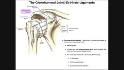 Anatomy and Functions of the Glenohumeral Joint [Part 2] Instructional Video