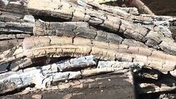 Beautiful red fire Stock Footage