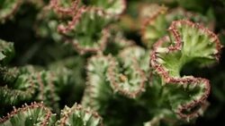 Leafless, spiny, evergreen desert plant cultivated as ornamental in botanical garden. Succulents background, natural pattern. Euphorbia crested cactus in greenhouse. Coral zigzag with pink spines. Stock Footage