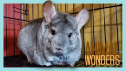 New Chinchilla Rescue! Instructional Video