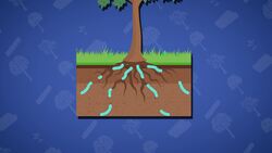 I WONDER - Can Deforestation Affect The Water Cycle? Instructional Video