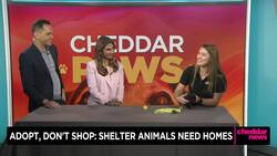 Cheddar Paws: ASPCA Highlights Adoption Opportunities as Kitten Season Heats Up News Clip
