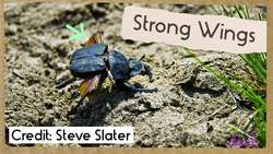 Dung Beetles and Their Big Balls of Poop! Instructional Video