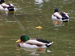 Migración y hibernación: los animales se adaptan Instructional Video