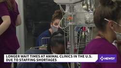 Longer Wait Times At Animal Clinics Due To Staffing Shortages News Clip