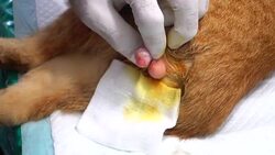 Cat Sterilization Steps (Handheld Shot) Stock Footage