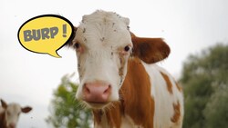 Fun Fact: Cow Burps News Clip
