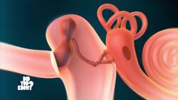 The Music of Nature: Understanding Animal Sounds and Communication Instructional Video