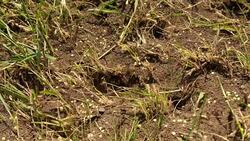 Anthill Stock Footage