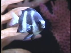 Introduction to Ecology Instructional Video