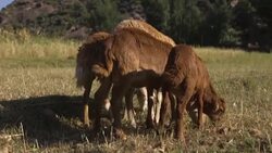 CLEAN : Ethiopian border towns react warily to Prime Minister Abiy's Nobel News Clip