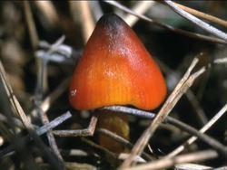 Fungi: Introduction Instructional Video