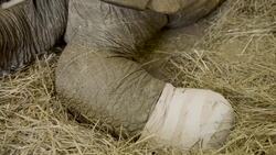 A Special Trip to Chicago Is Just What The Doctor Ordered For This 80-Year-Old Tortoise Instructional Video