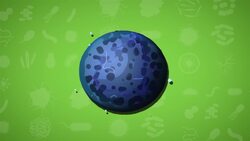 I WONDER - What Shape Is Bacteria? Instructional Video