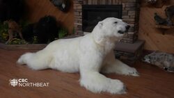 How common are Grolar Bears? News Clip