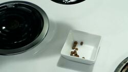 How to Use the Best Cat Training Tips & Techniques Instructional Video