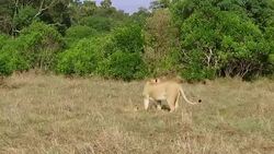 lioness with cub playing in savanna at africa Stock Footage
