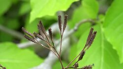 close up of pisonia seed burrs on a tree at heron island Stock Footage