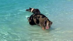 Bahamas' Hidden Gems: Exuma's Cays & Sandbars Explored by Drone Stock Footage