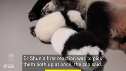 Baby pandas snuggle with mom at Toronto Zoo News Clip