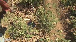 Farmers in Zimbabwe turn to alternative methods to reduce hunger News Clip