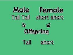 Fundamentals of Genetics: Dominant and Recessive Traits Instructional Video