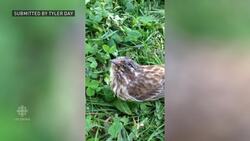 Deadly parasite infects birds throughout Maritimes News Clip