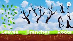 Methusaleh: The oldest tree in the world | What's the mystery of trees' immortality? Instructional Video