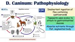 Tapeworm Infection from Pets (Dipylidiasis) Transmission, Symptoms, Diagnosis, Treatment, Prevention Instructional Video