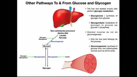 Metabolic Road To & From GLUCOSE