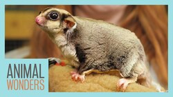 Sugar Gliders! What, Where, How Instructional Video