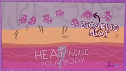 Why Do We Sweat? Instructional Video