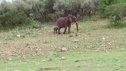 elephant with baby or calf in savanna at africa Stock Footage