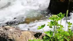 water flowing in a Pyrenean stream and plant Stock Footage