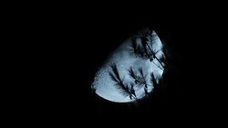 Moon over trees Stock Footage