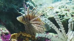 Beautiful fish in the aquarium on decoration of aquatic plants background. A colorful fish in fish tank. Stock Footage