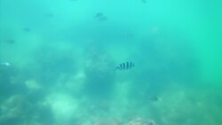 Ocean Mission - Coral Nurseries: A sanctuary for the future? News Clip