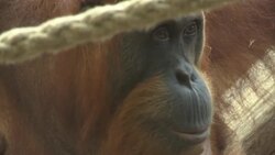 Frankfurt Zoo presents 10-day-old orangutan baby News Clip