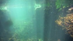 Underwater at Cenote in the Yucatán Peninsula, Mexico Stock Footage