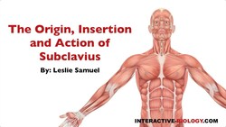084 The Origin, Insertion, and Action of Subclavius Instructional Video