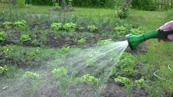 Watering vegetable garden in slow motion 250fps Stock Footage