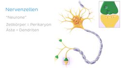 Was ist ein Nerv? Instructional Video