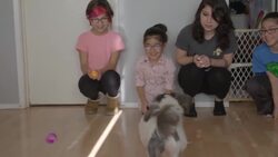 A Single Mother of Five Finds Solace in Rescuing Pets Instructional Video