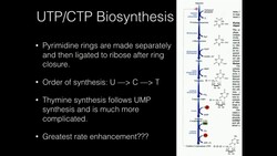 Pyrimidine (U & C) Biosynthesis Instructional Video