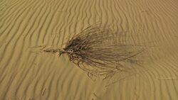Desert landscape draws tourists Instructional Video