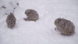 Japanese macaque or snow Japanese monkey with onsen at snow monkey park or Jigokudani Yaen-Koen in Nagano, Japan during the winter season Stock Footage
