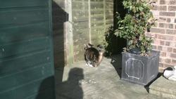 Gravity Defying Cat - The Slow Mo Guys Instructional Video