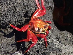 Animales simples: artrópodos nos rodean Instructional Video