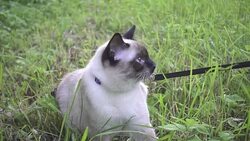 Young cat, kitten, Siam oriental group, Mekong bobtail walks on a lead in a green grass Stock Footage